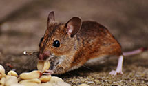 24 Hour & Emergency Exterminators in Sunset Bch, NC